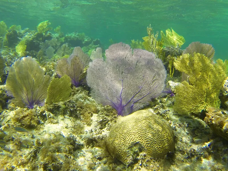 Sea fans in the Caribbean.