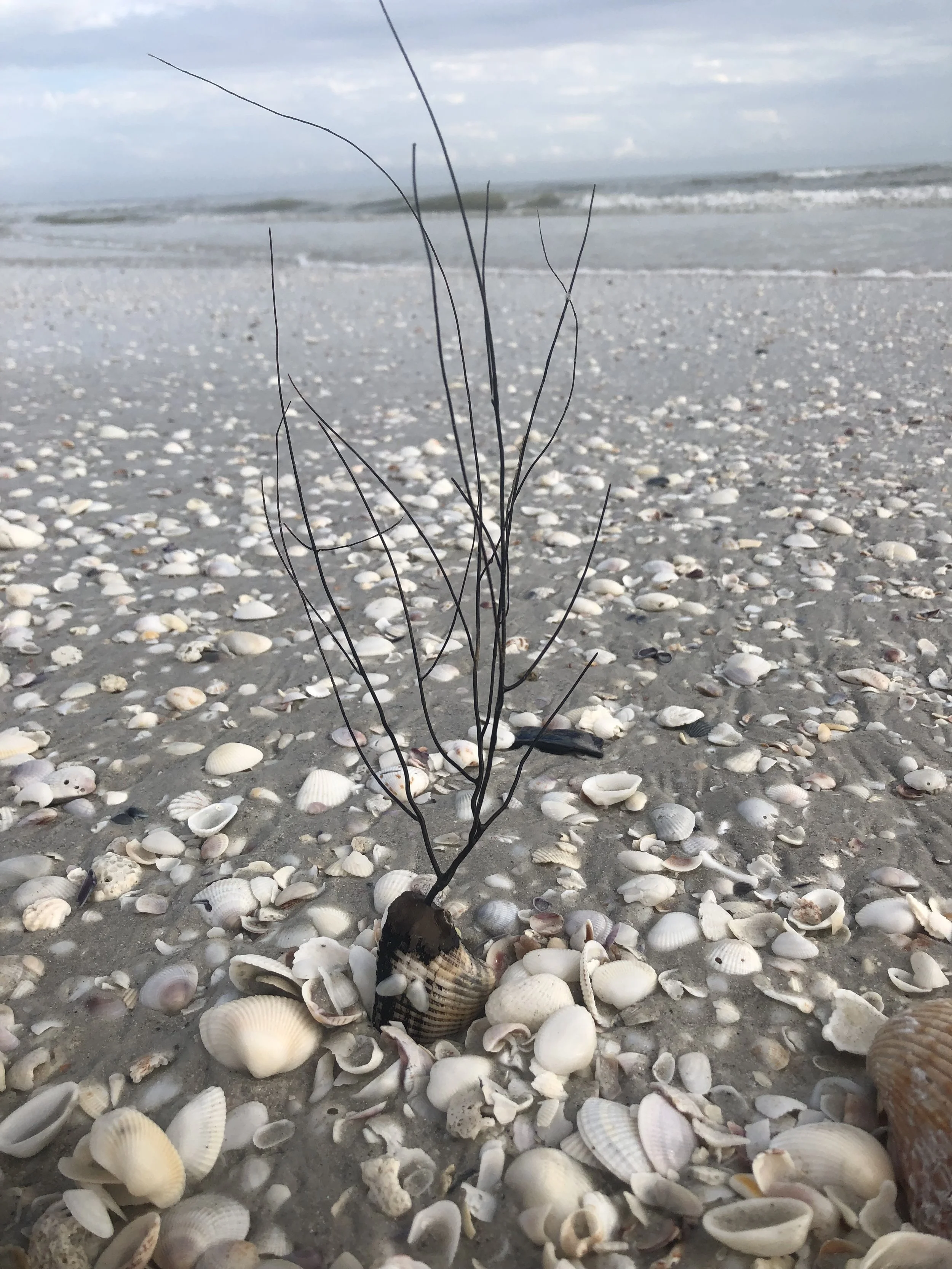 A sea whip attached to a ponderous arc on Sanibel.