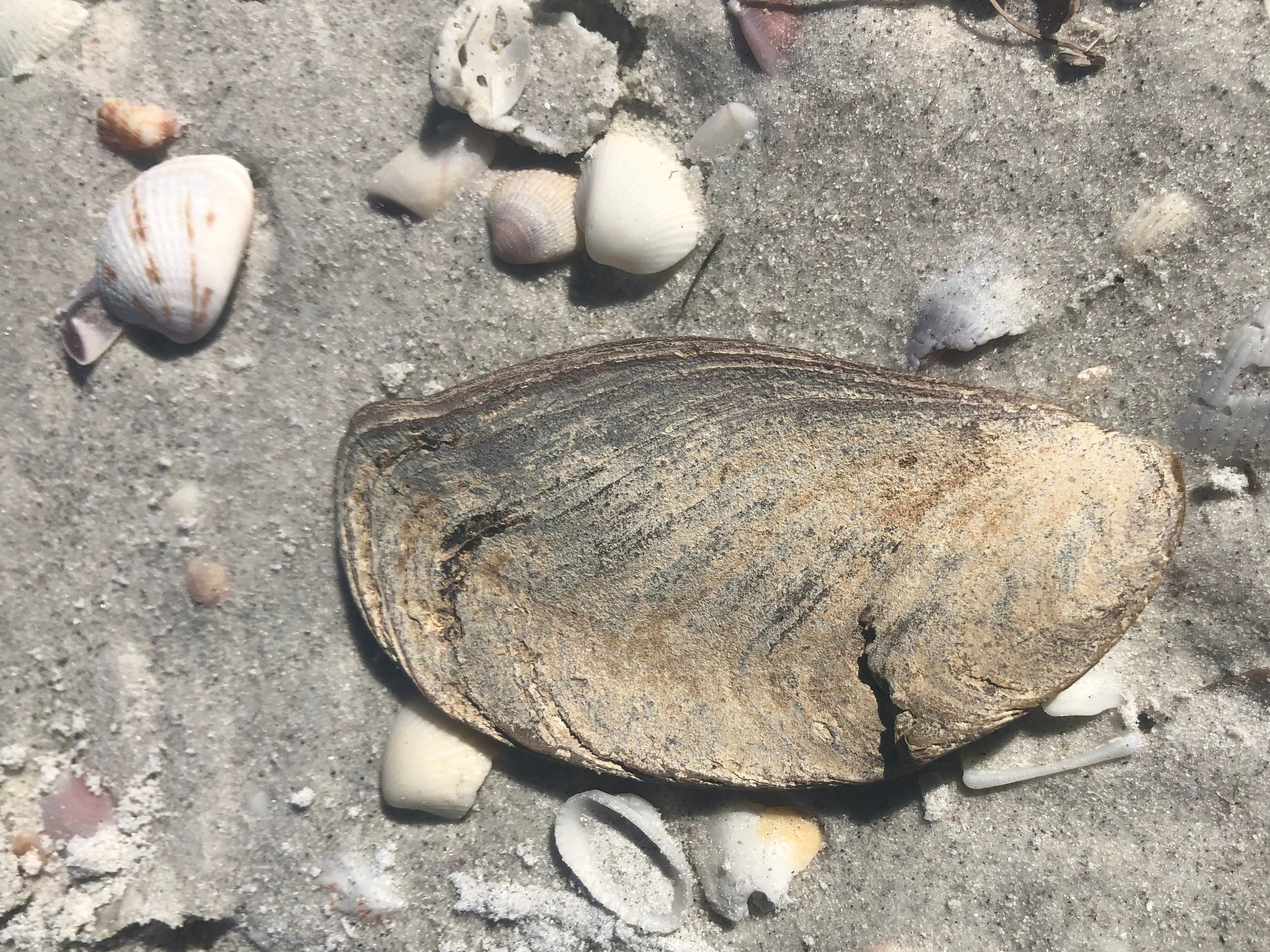 When you find an operculum on the beach, it will most likely be dry and grey or brown in appearance.