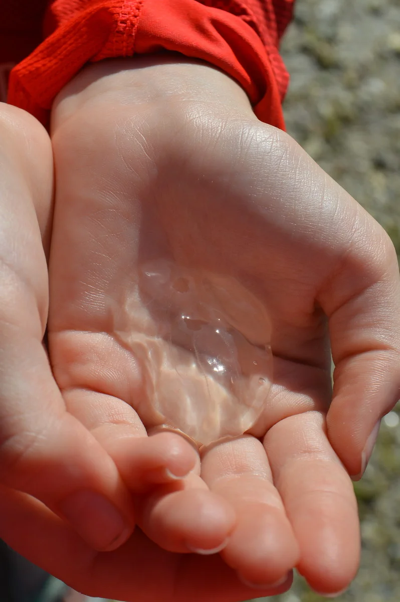 A comb jelly.