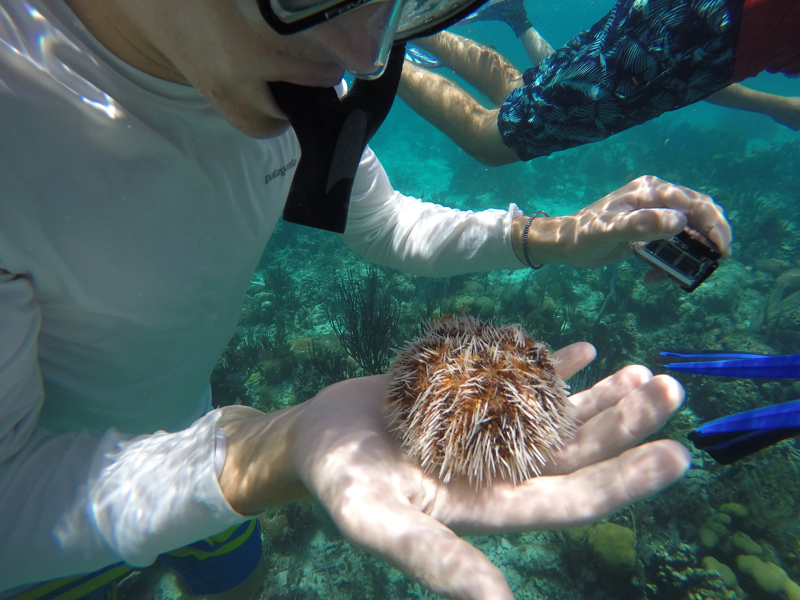 A camper holds a sea urchin while snorkeling in Belize.