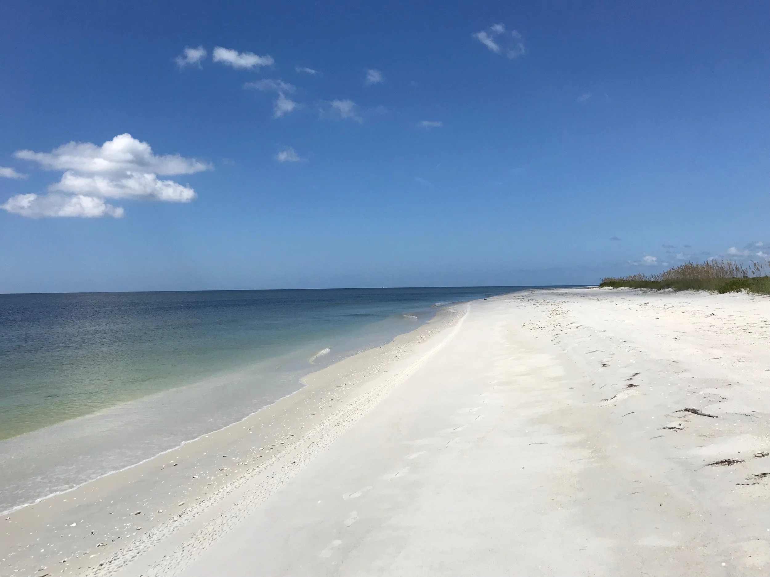 Cayo Costa’s pristine beaches are perfect for beachcombing.