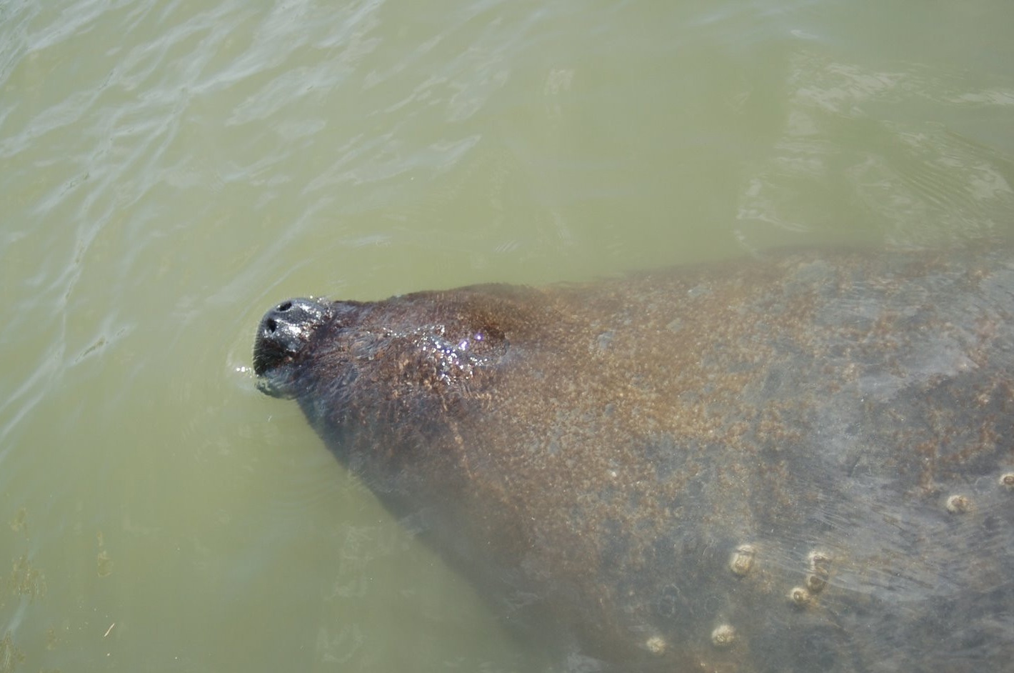 We’ll visit some of our favorite gentle giants at Manatee Hole.