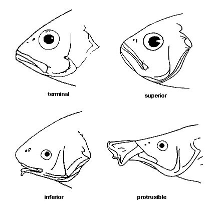 Mouth positioning in fish. Do you recognize any of these shapes on fish you’ve seen?