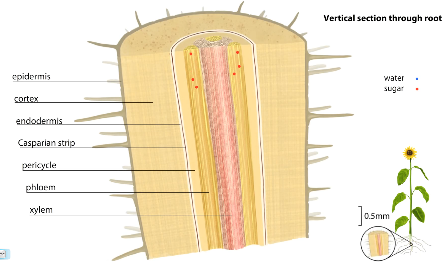 Xylem And Phloem In Celery