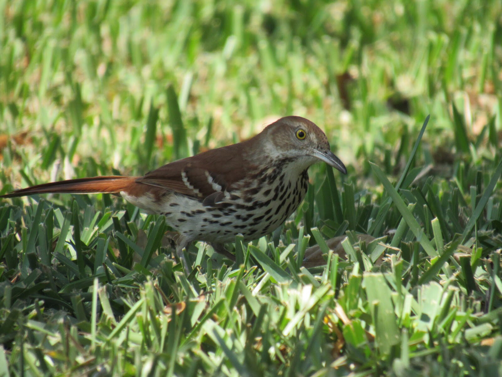 Brown Thrasher