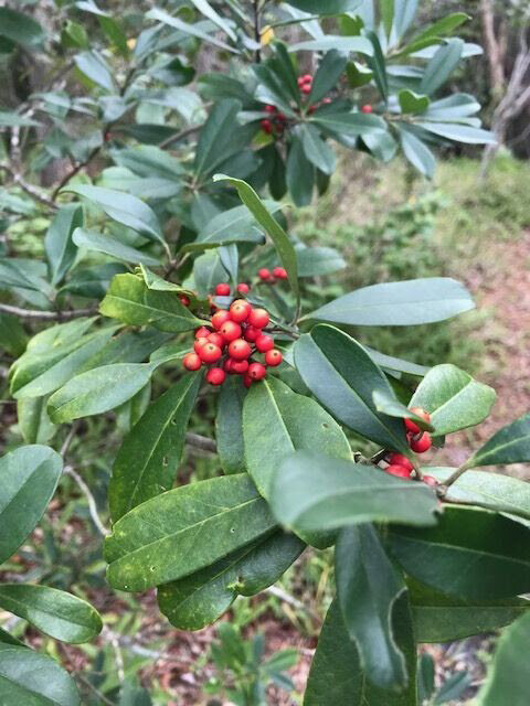 Dahoon Holly Trees