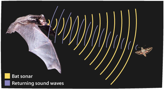 Nocturnal Adaptations — Sanibel Sea School Nocturnal Adaptations — Sanibel Sea School