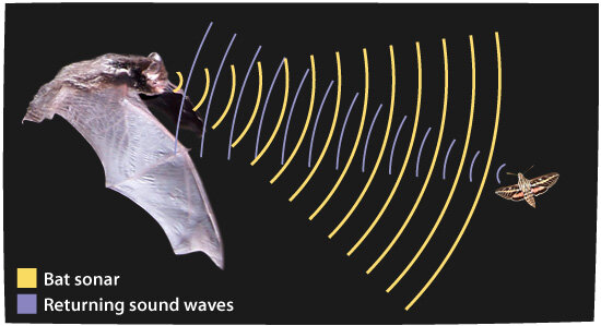 Nocturnal Adaptations — Sanibel Sea School