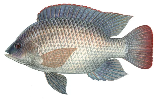 Invasive Fish On Sanibel Sanibel Sea School