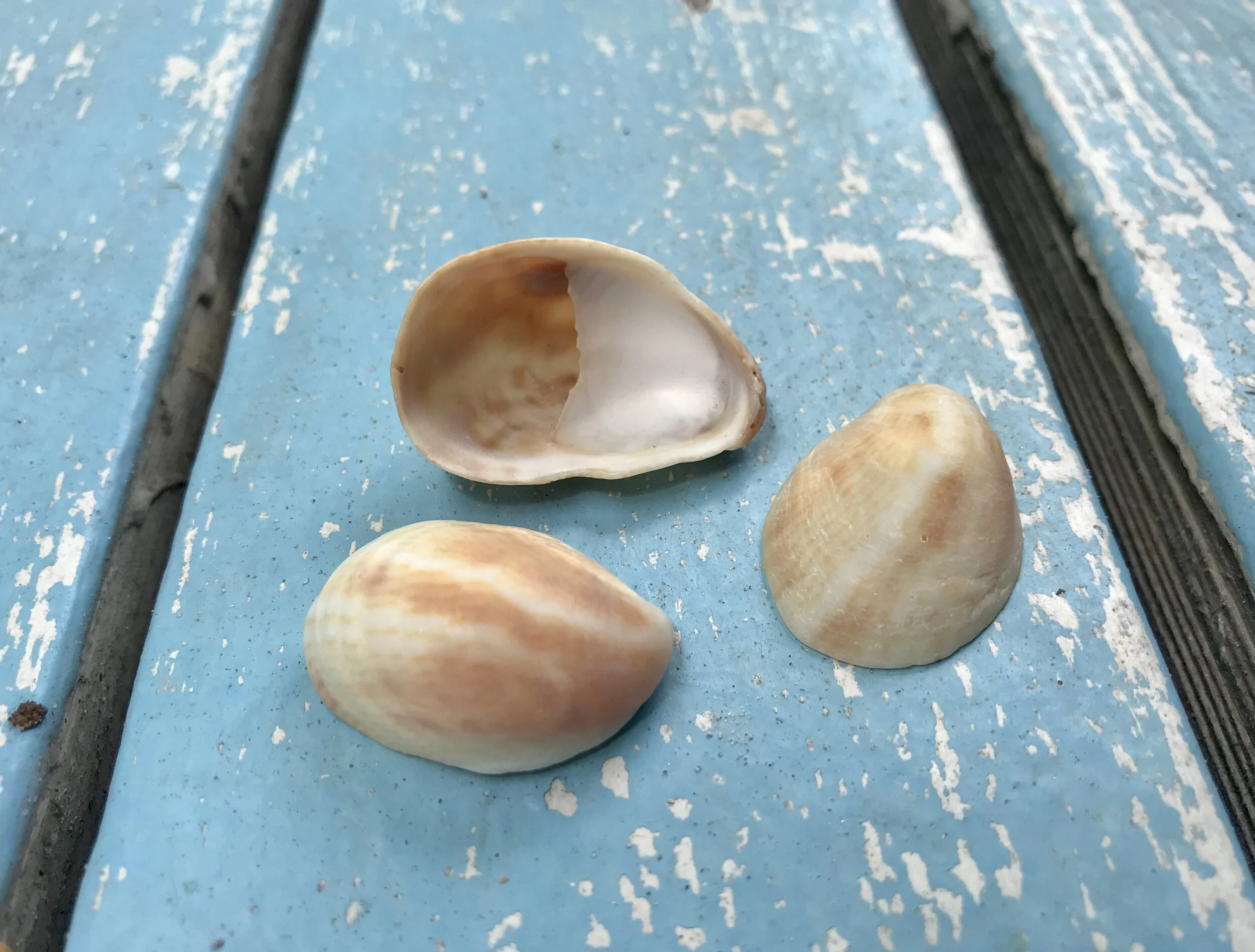 The Secret Life of Slipper Snails — Sanibel Sea School