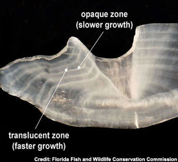 Image from: https://myfwc.com/research/saltwater/fish/age-growth-lab/ageing-fish-otoliths/