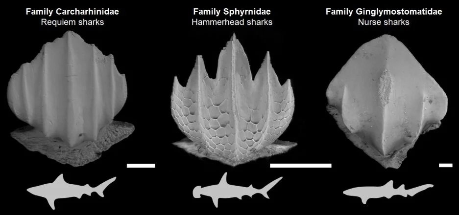 Dermal Denticles Sanibel Sea School