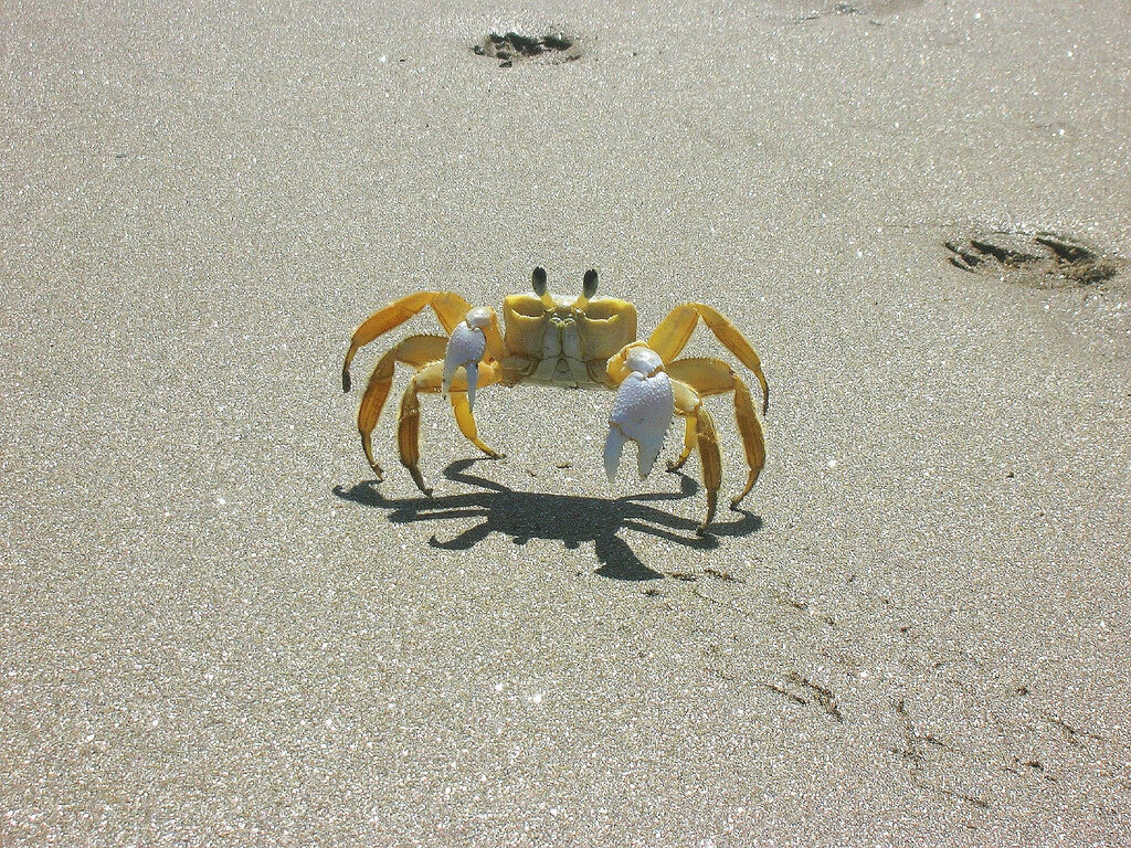 Image from: https://www.chesapeakebay.net/S=0/fieldguide/critter/atlantic_ghost_crab