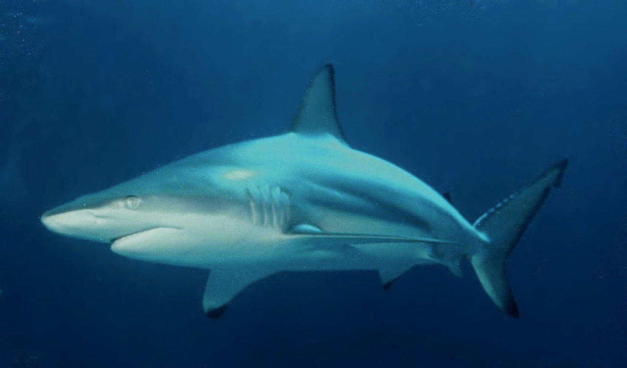 Image from: https://en.wikipedia.org/wiki/Blacktip_shark