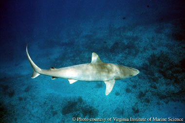 Image from: https://www.floridamuseum.ufl.edu/discover-fish/species-profiles/carcharhinus-acronotus/