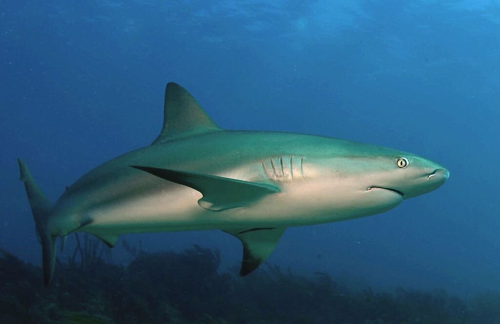 Image from: https://en.wikipedia.org/wiki/Caribbean_reef_shark