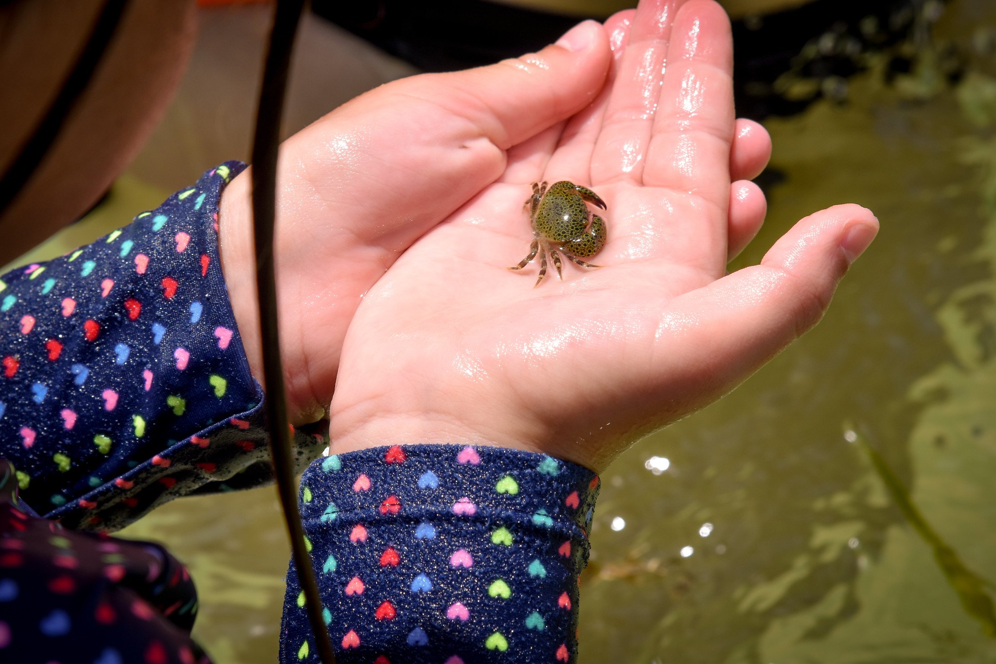 Camper holds a crab during summer camp!.jpeg