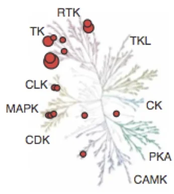 kinase-selectivity.jpg