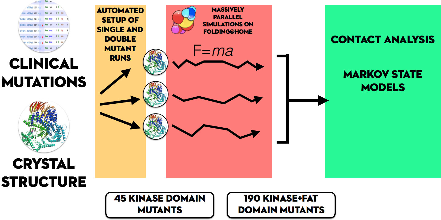 Assessing the impact of CLINICALLY-OBSERVED MUTATIONS of mtor using folding@home