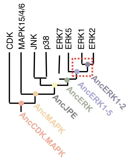 erk-reconstruction.jpg