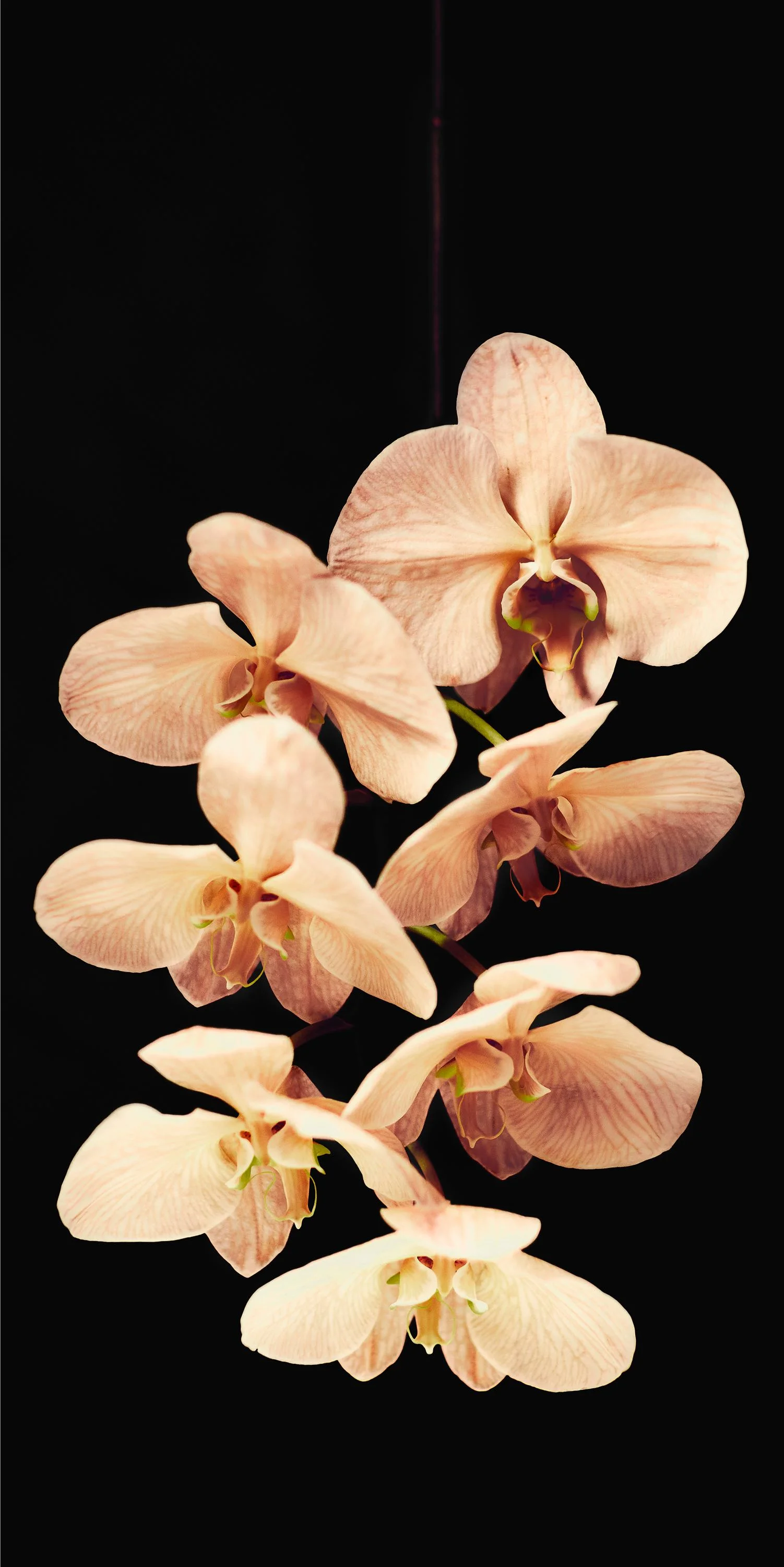 LowRes-orchid black.jpg