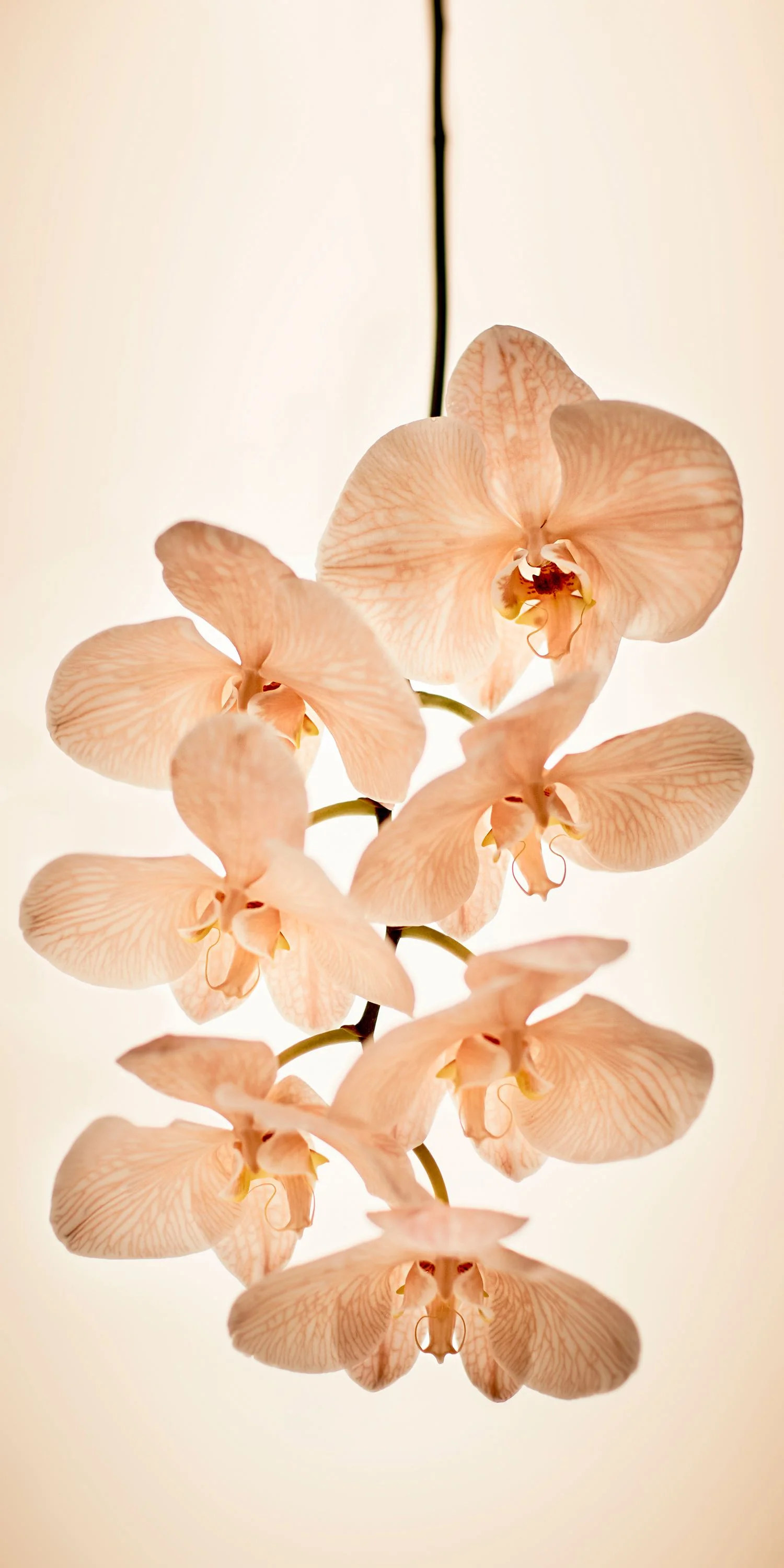 LowRes-orchid white.jpg