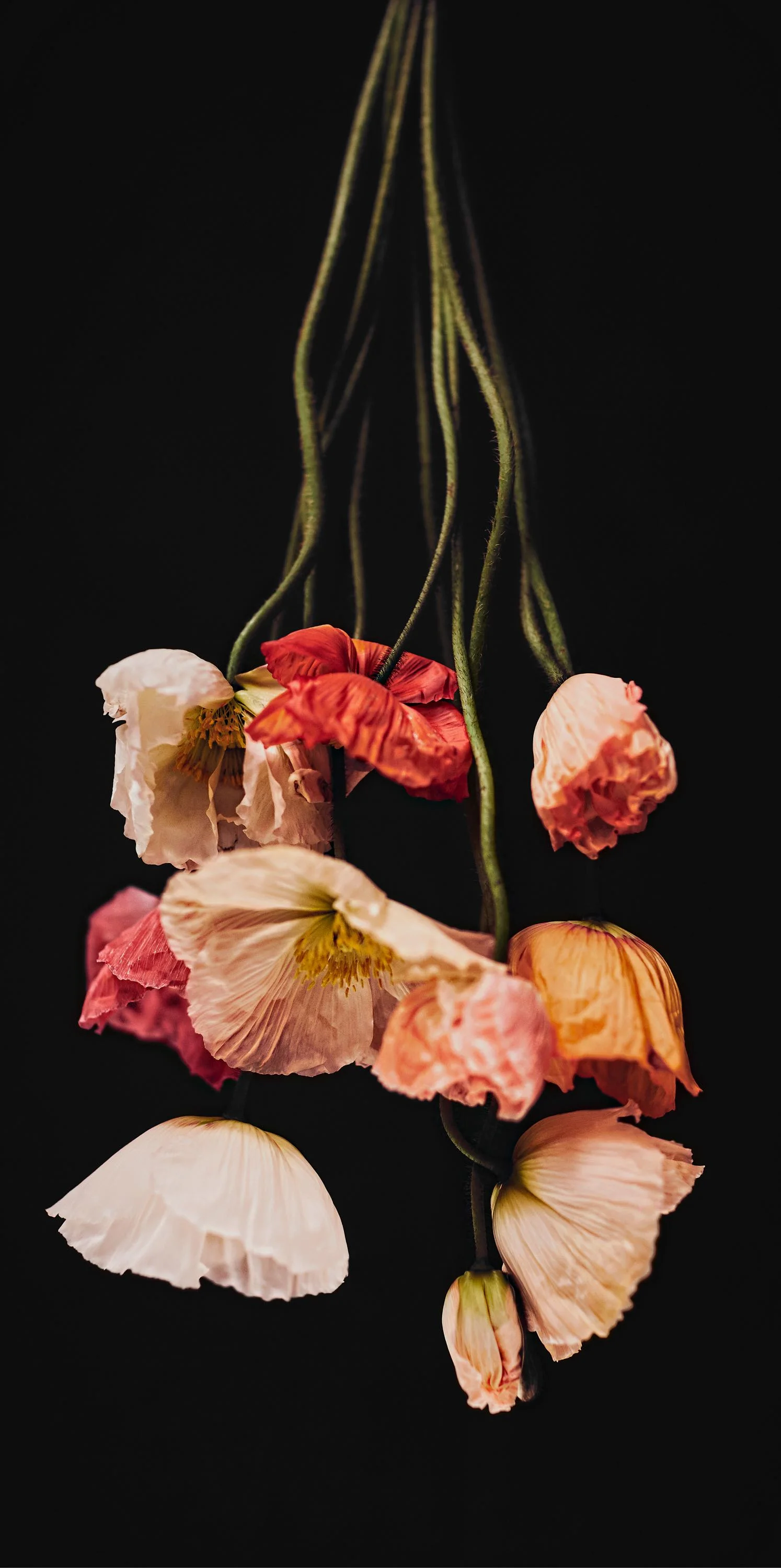 LowRes-Poppy Black.jpg