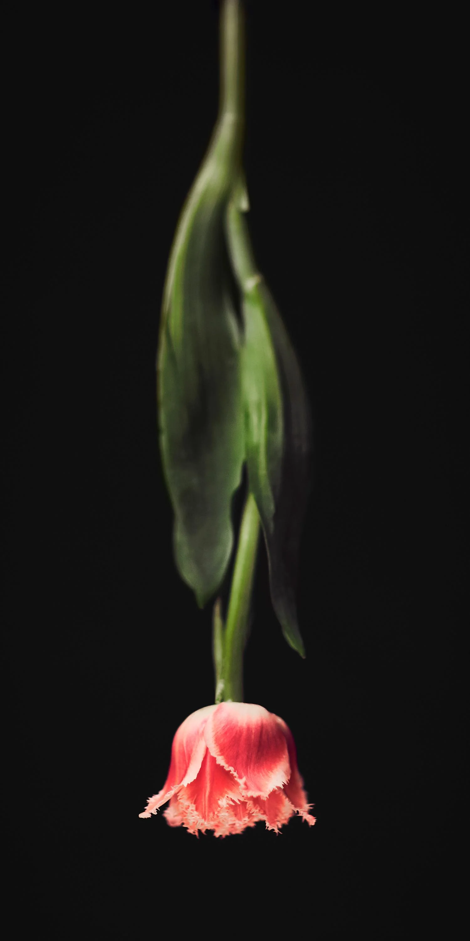 LowRes-Tulip Black.jpg