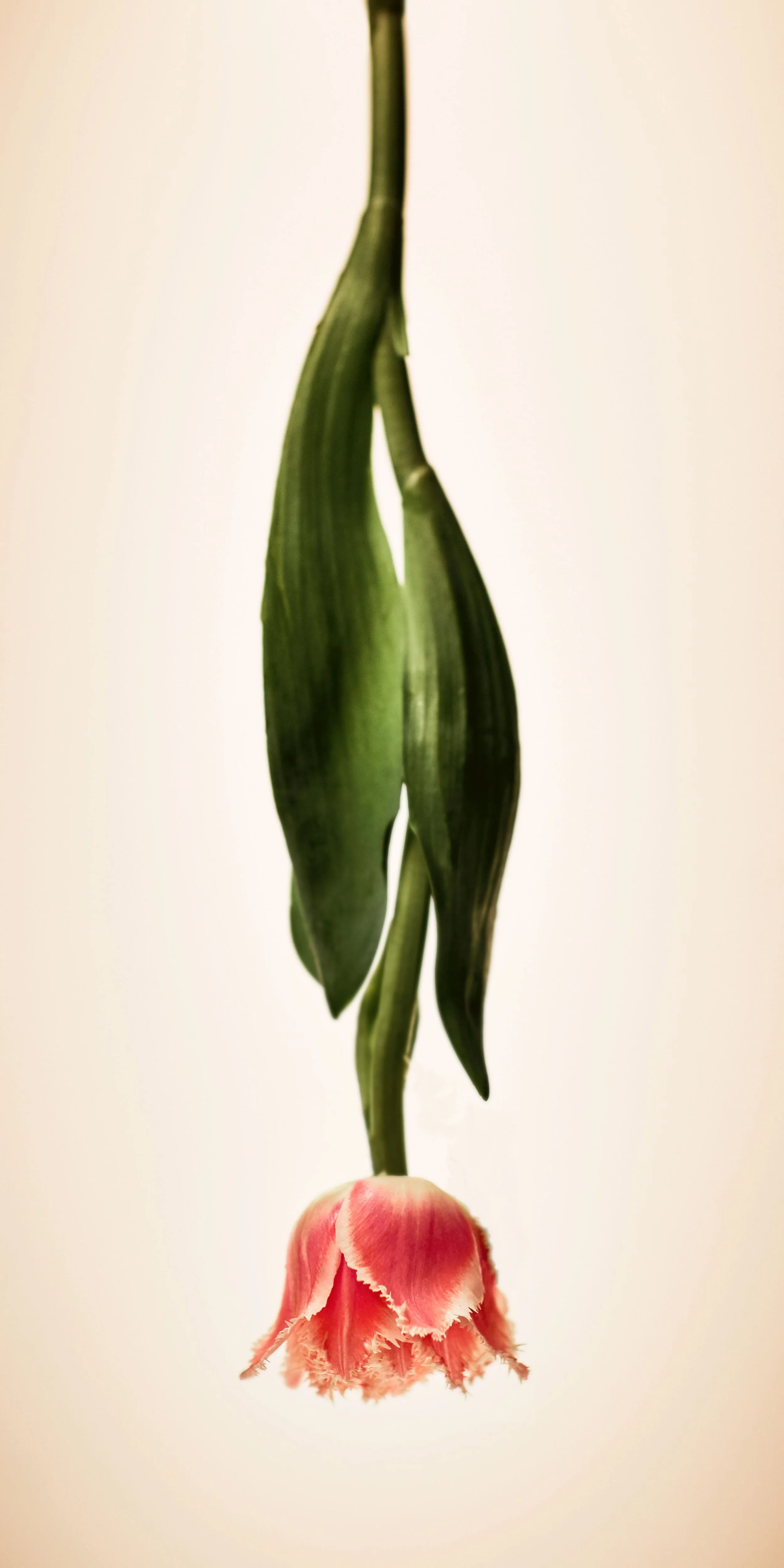 LOWRES-Flower_Project_AG_180918_09_329-FINAL.jpg