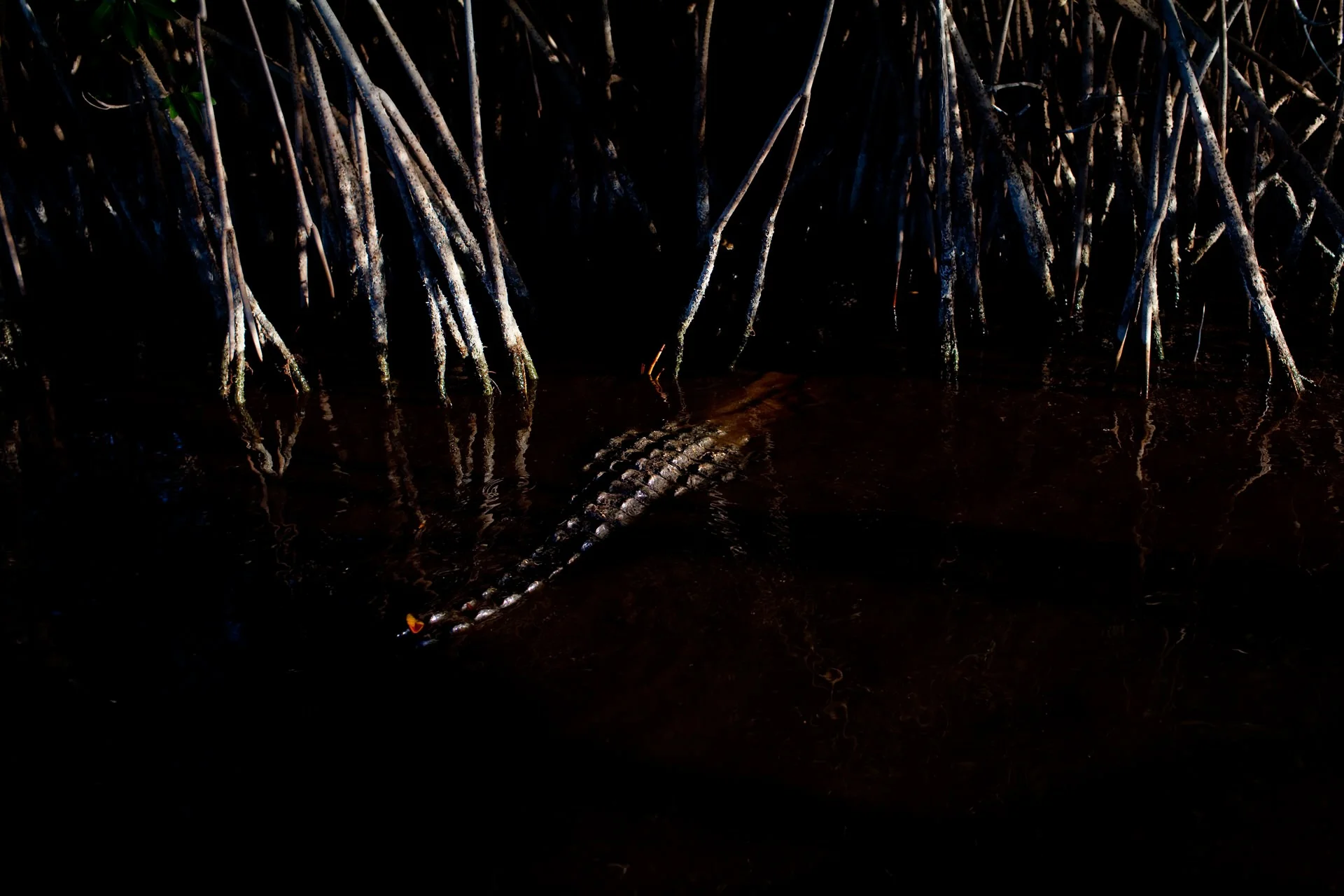 Florida_Eden_Isle_006.jpg