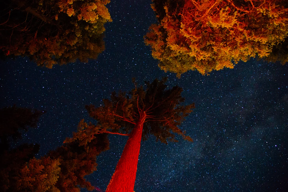 20140822_Sequoia_Park_029.jpg