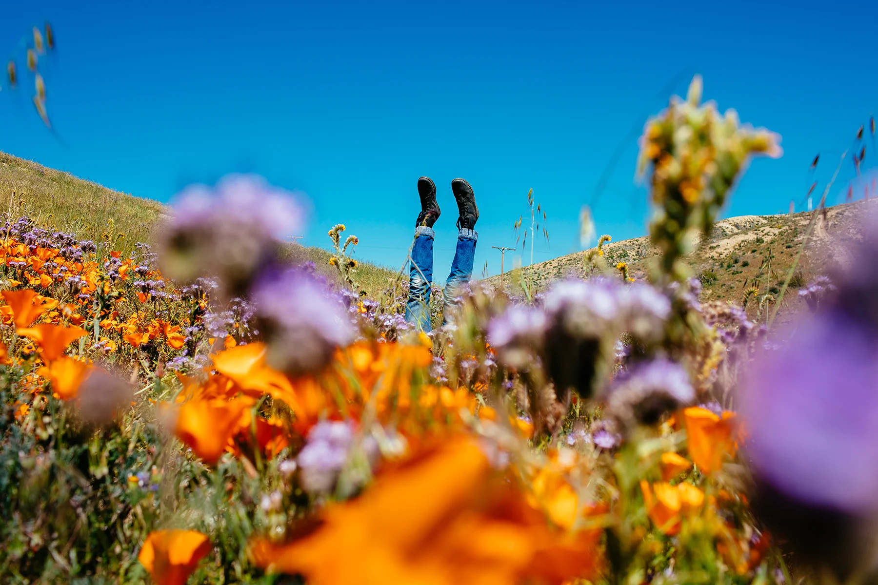 poppies.jpg