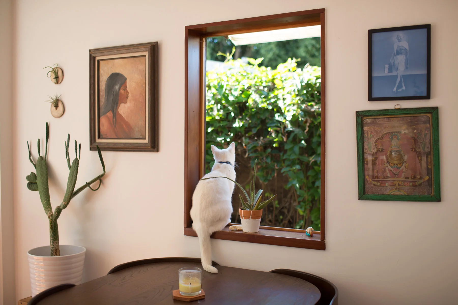 Photographer + Creative Writer + Videographer Sera Lindsey('s cat)