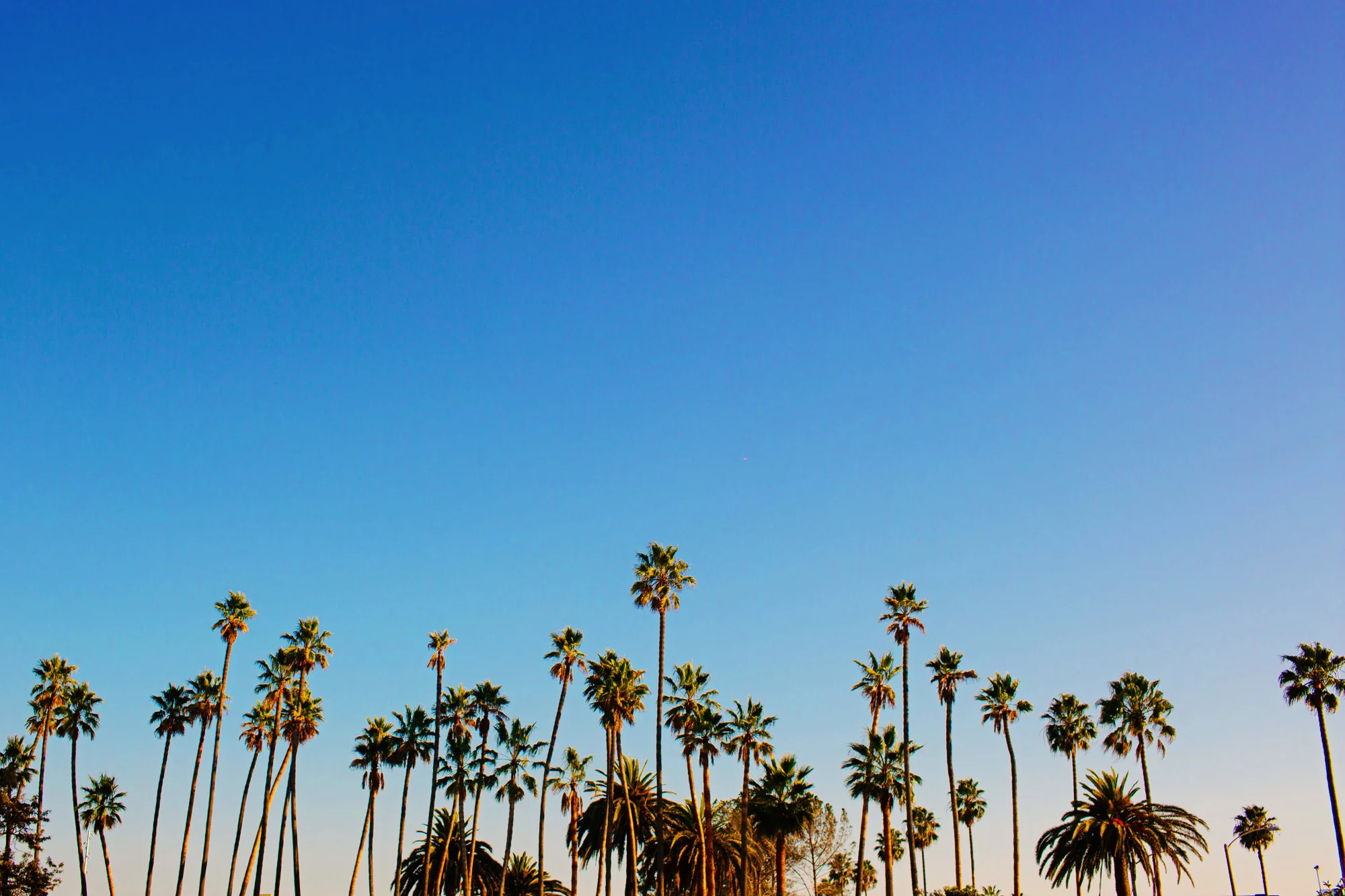 2013_LA_Landscapes-16.jpg