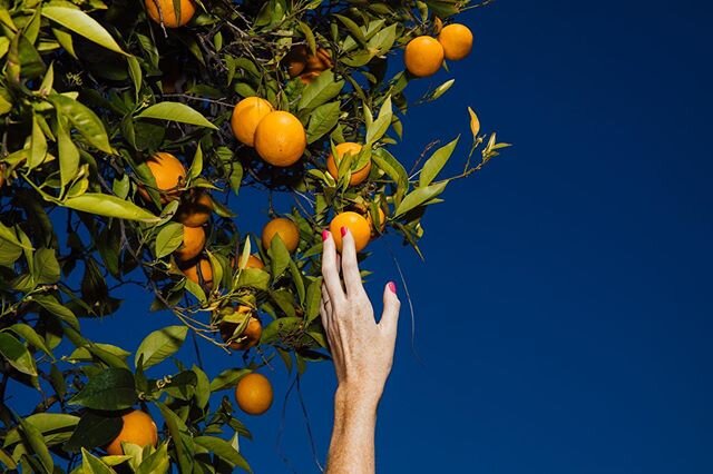 🍊 Hanging out in the garden of eatin&rsquo; (now accepting any and all food puns in the comments below) // @davidwalterbanks snapped this photo in our yard of brand new hand model @kendrickbrinson 🙃