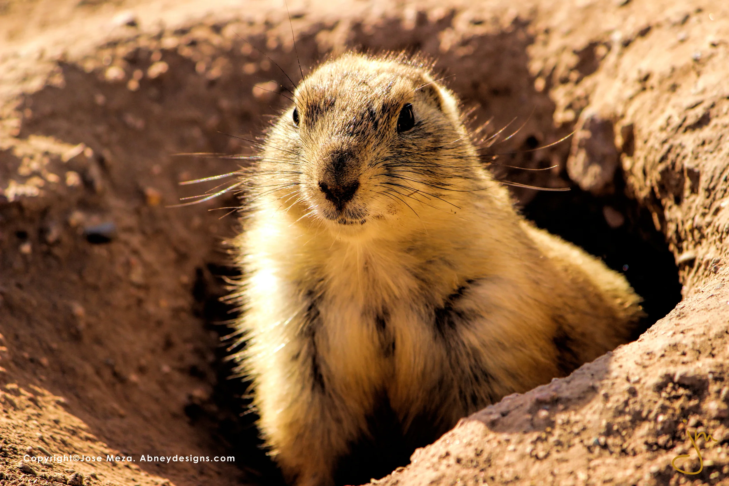 prairie dog.jpg