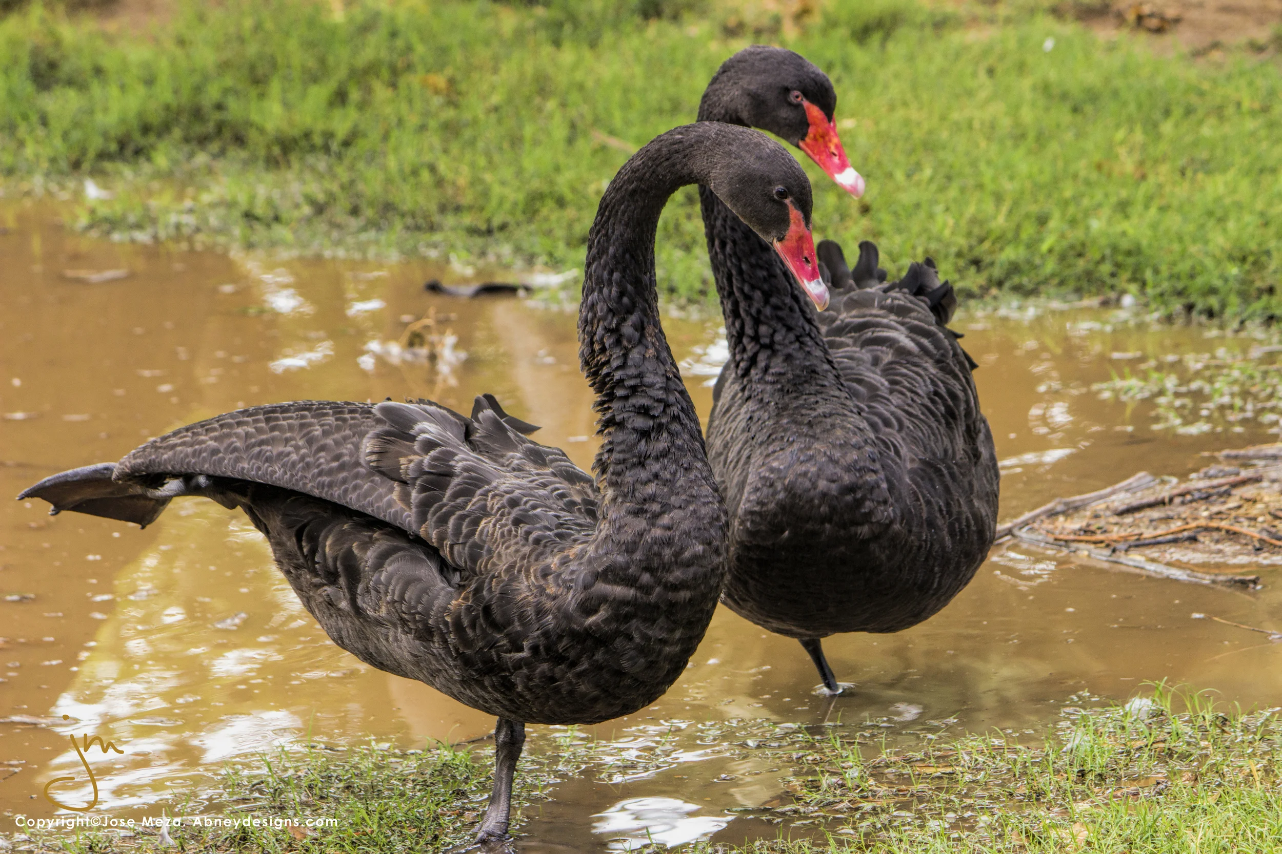 The Black Swans.jpg