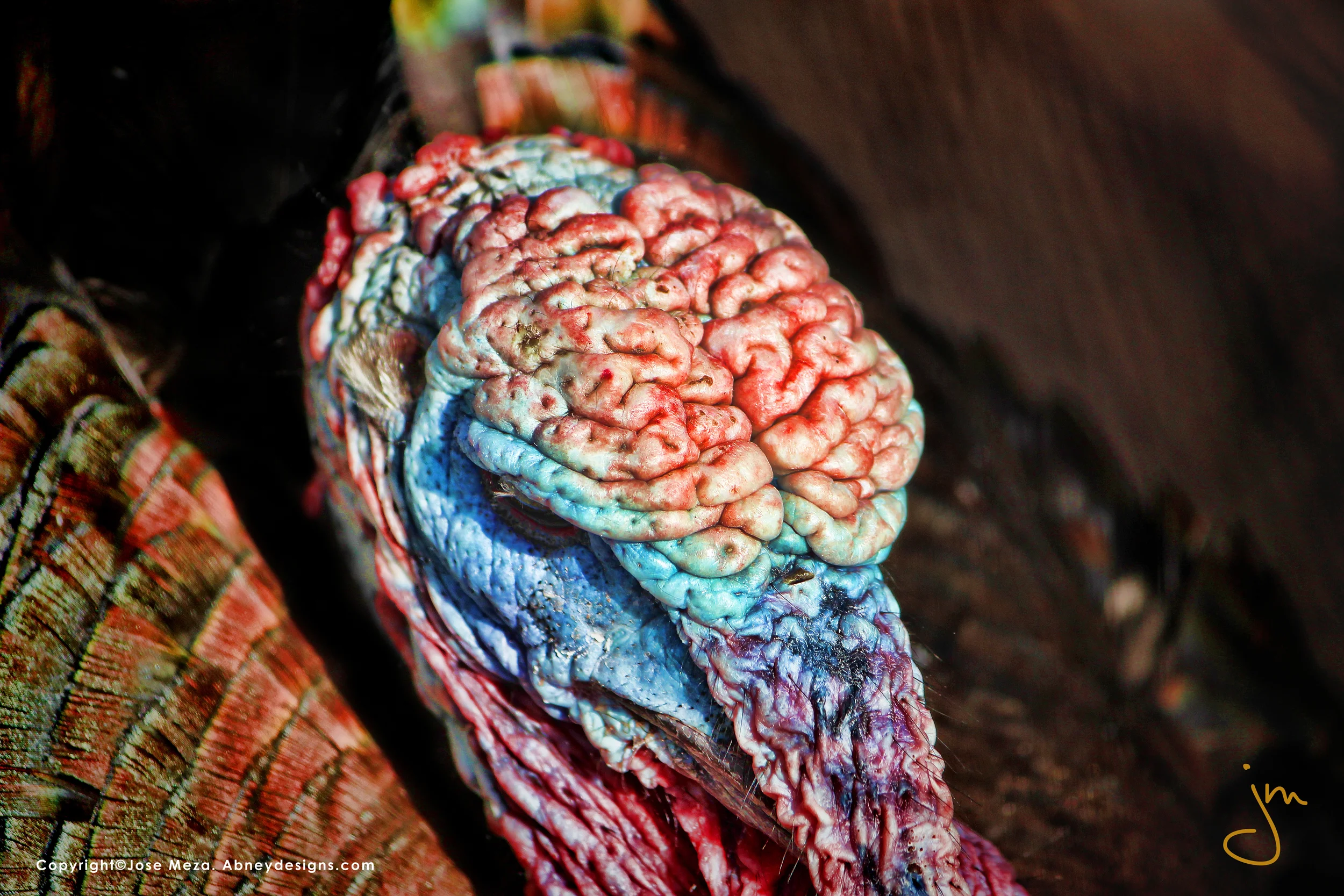Turkey Brains.jpg