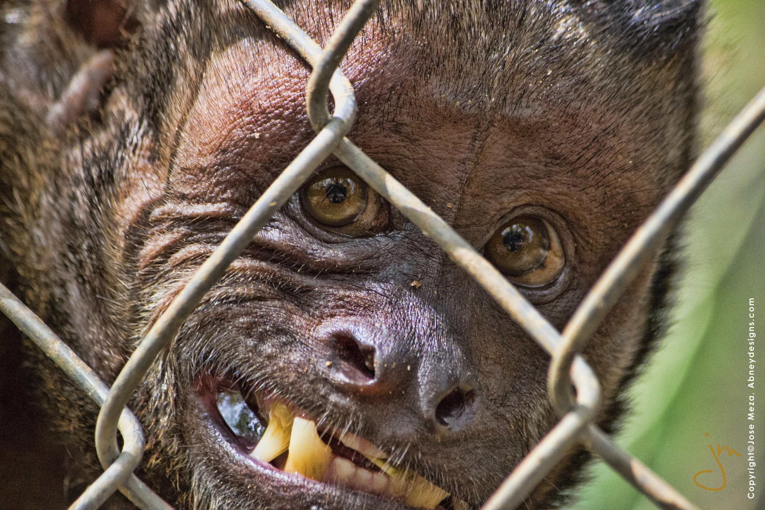 Monkey Xtreme Close-up_02.jpg