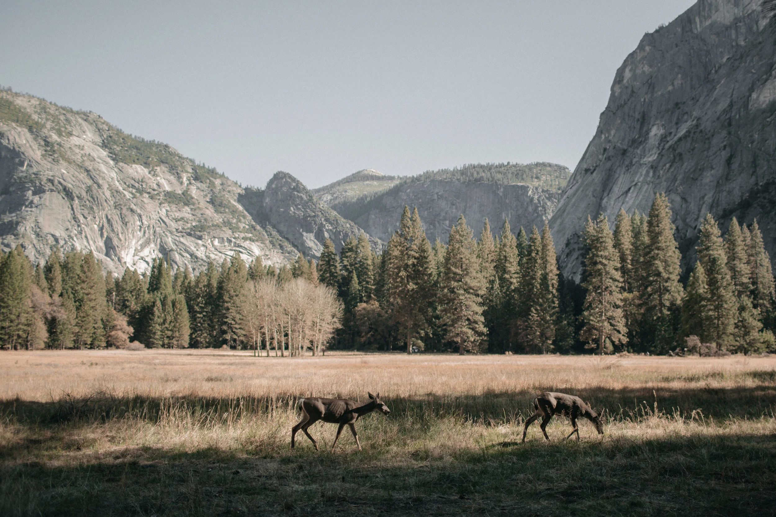 Yosemite-1-1.jpg