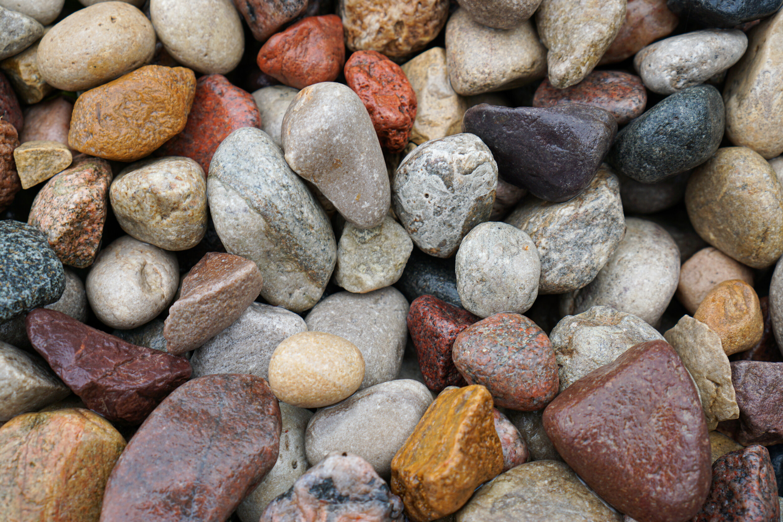 American Heritage Large