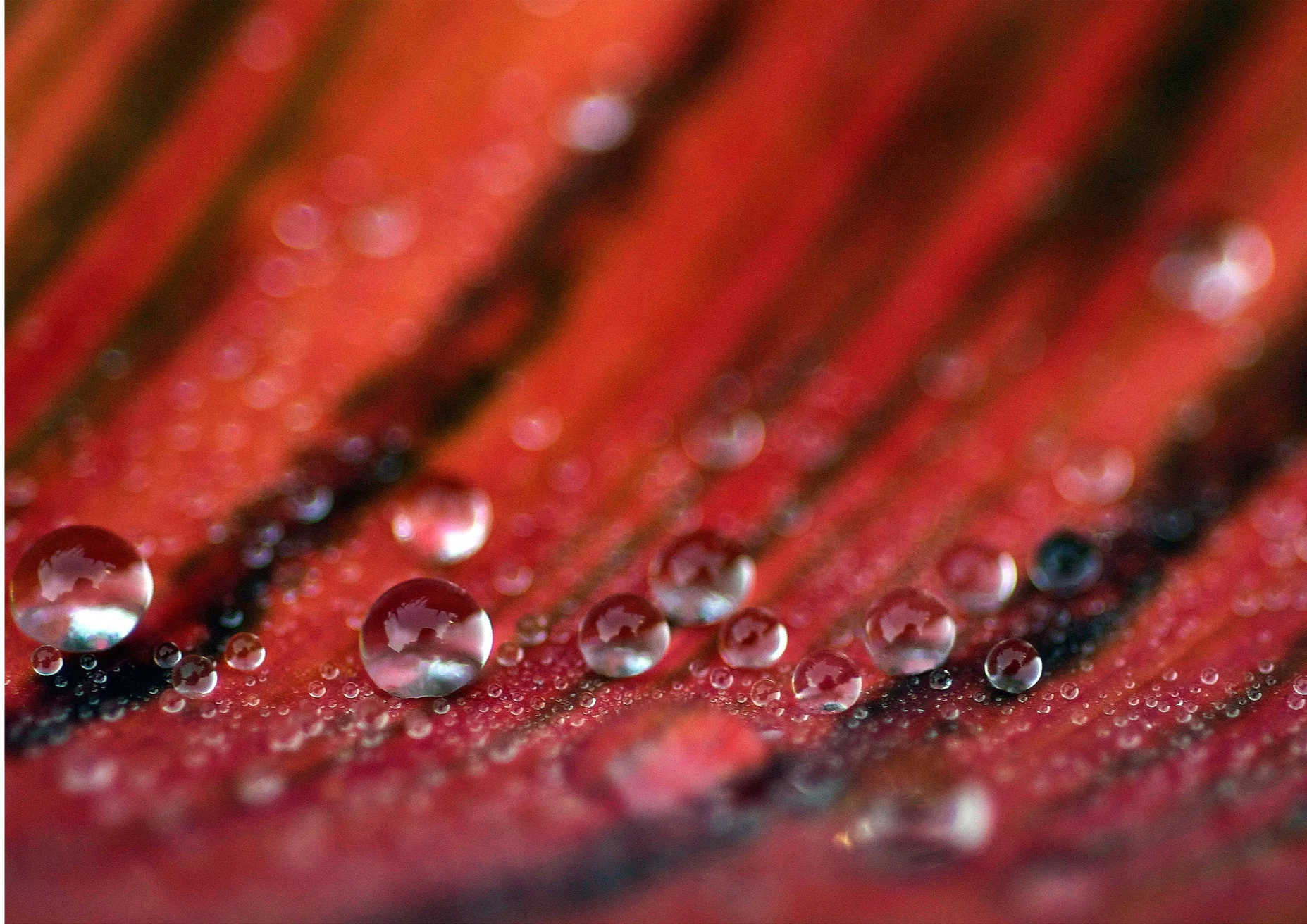 2 X LeafRain.jpg