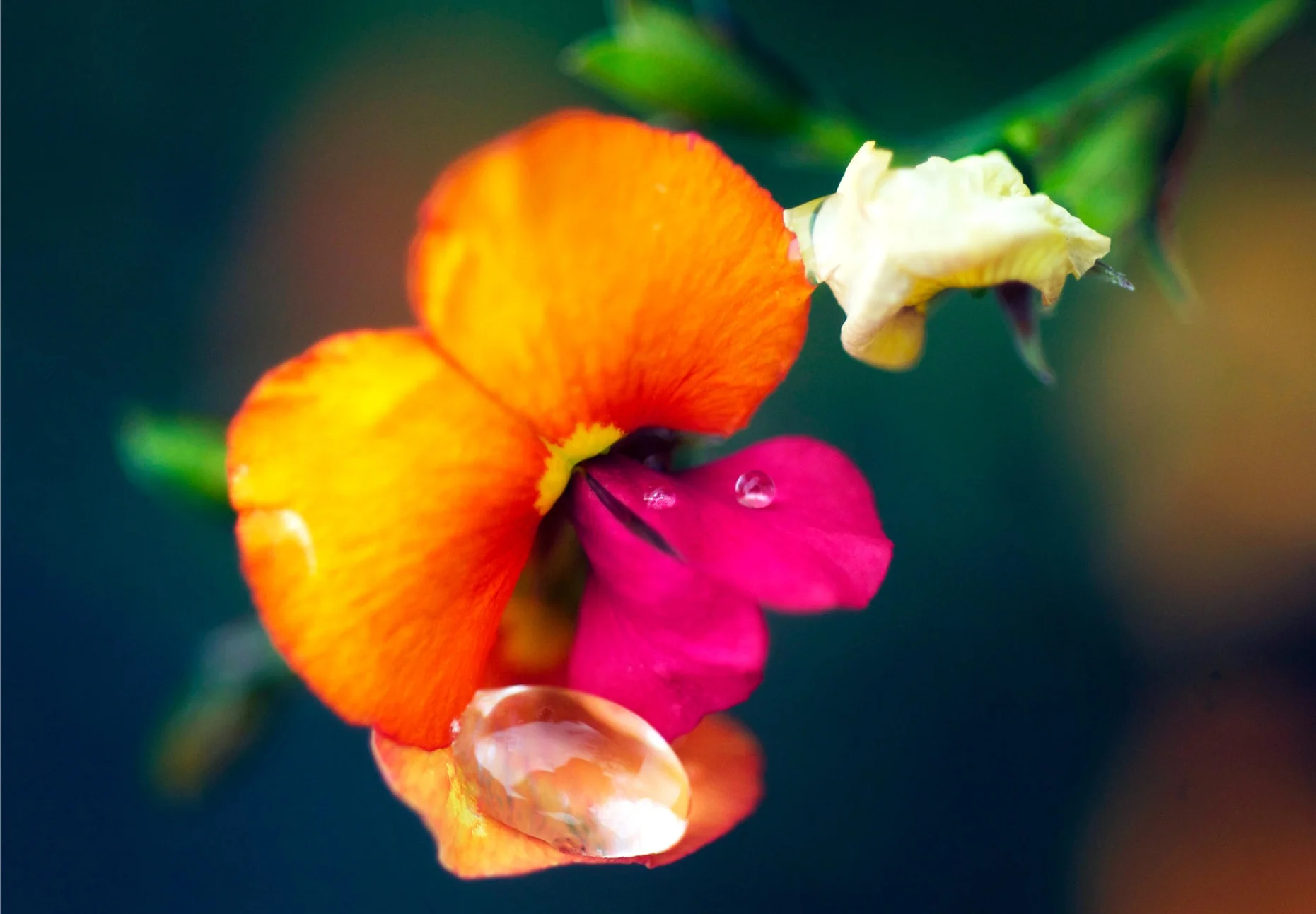 4 X Colour Bloom.jpg