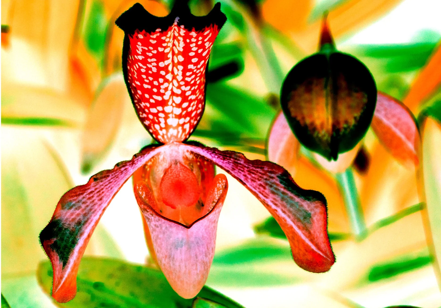 2 X OrchidSeries3.jpg