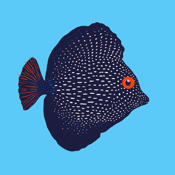 lightbluefish.png