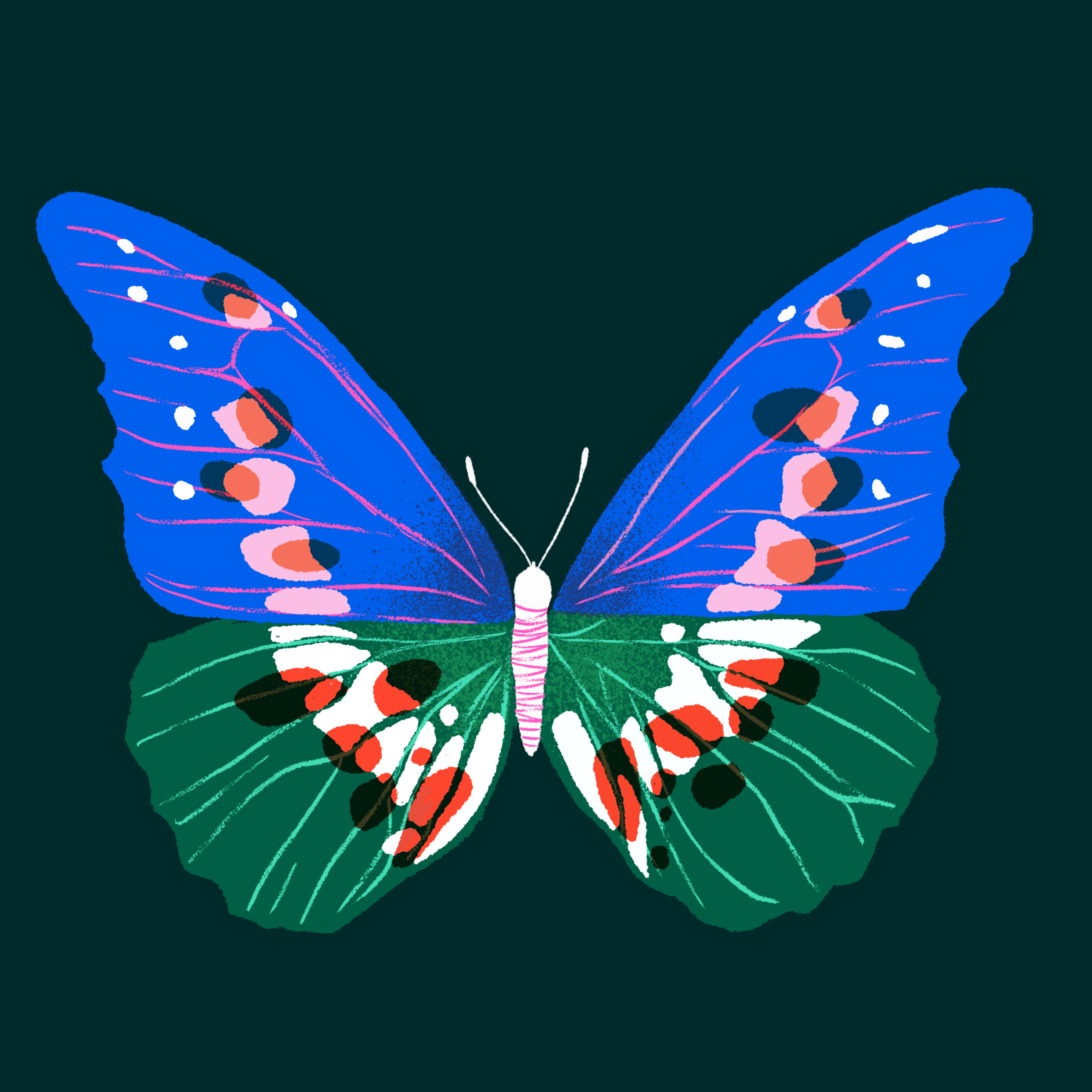 butterfly.png
