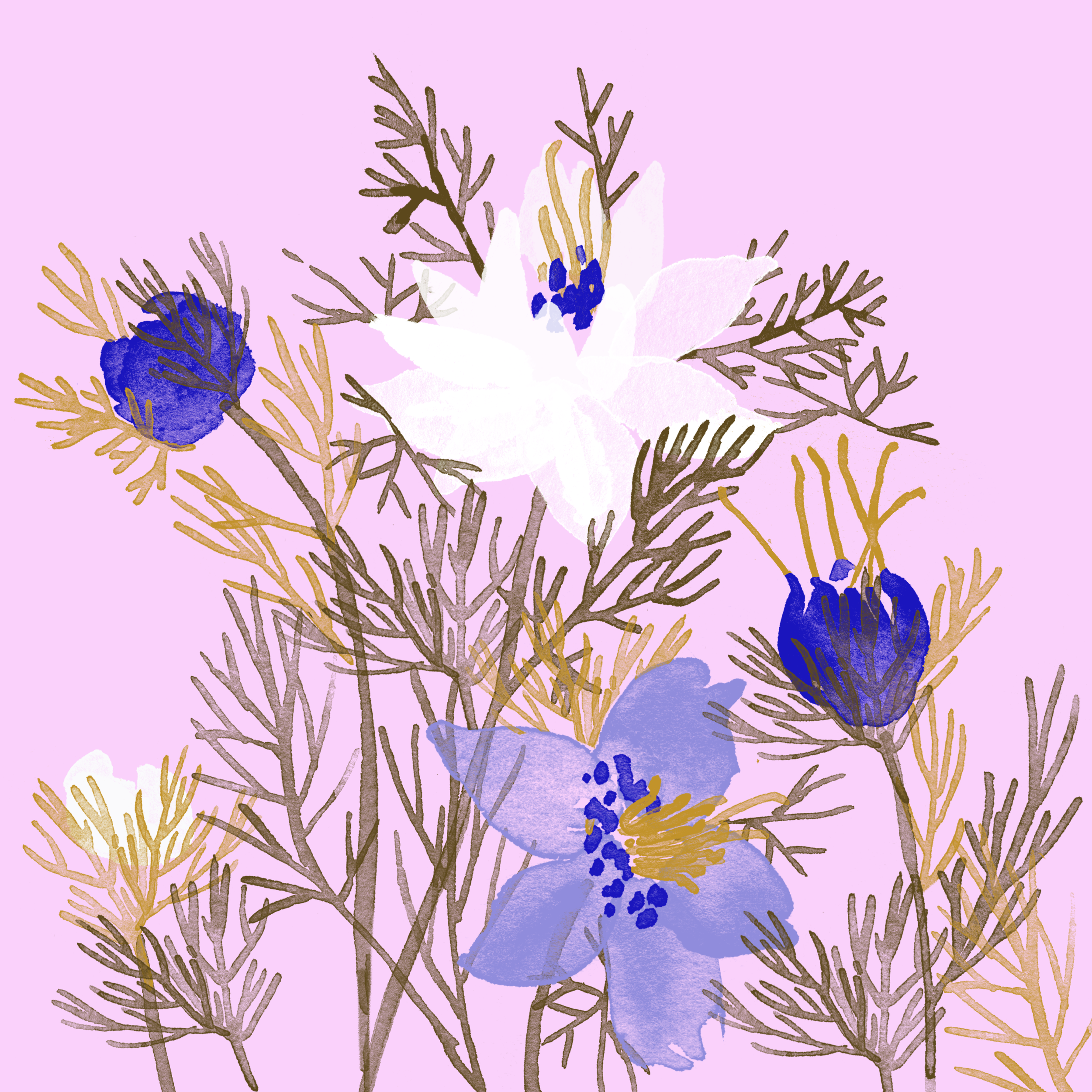 nigella.png