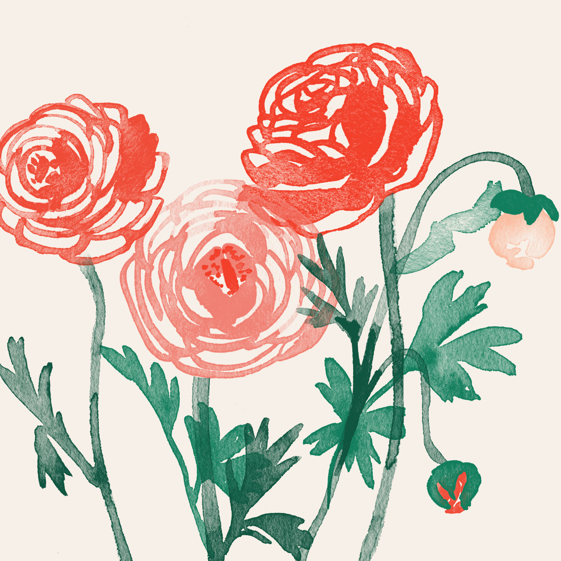 ranunculus_02.png