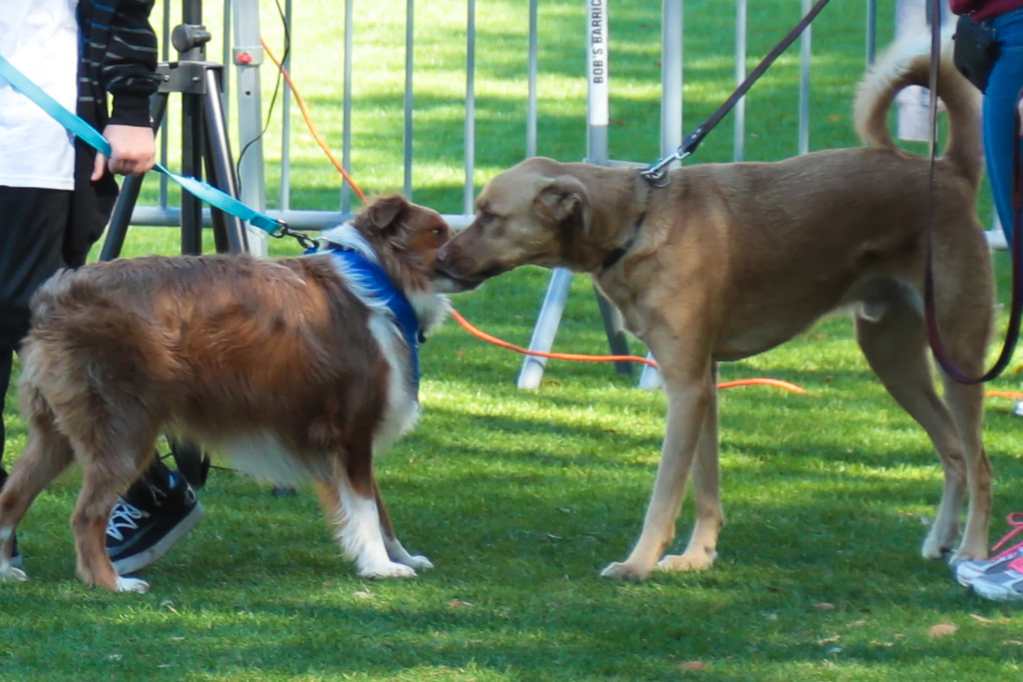 Paws in the Park / Pet Alliance of Greater Orlando